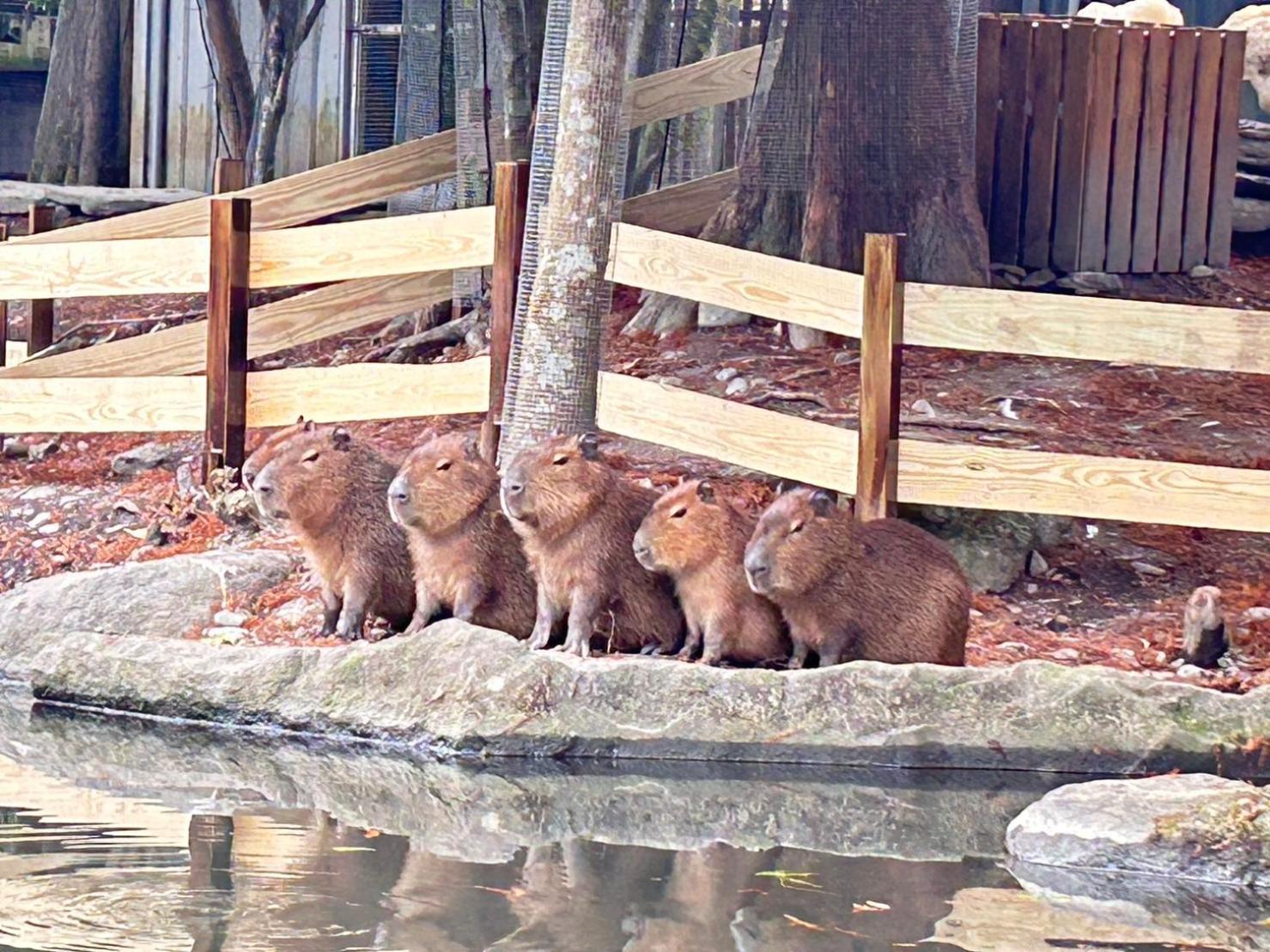冬山乡 水岸森林休闲农场酒店 外观 照片